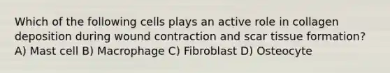 Which of the following cells plays an active role in collagen deposition during wound contraction and scar tissue formation? A) Mast cell B) Macrophage C) Fibroblast D) Osteocyte