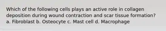 Which of the following cells plays an active role in collagen deposition during wound contraction and scar tissue formation? a. Fibroblast b. Osteocyte c. Mast cell d. Macrophage