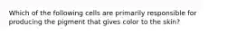 Which of the following cells are primarily responsible for producing the pigment that gives color to the skin?