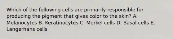 Which of the following cells are primarily responsible for producing the pigment that gives color to the skin? A. Melanocytes B. Keratinocytes C. Merkel cells D. Basal cells E. Langerhans cells