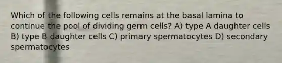 Which of the following cells remains at the basal lamina to continue the pool of dividing germ cells? A) type A daughter cells B) type B daughter cells C) primary spermatocytes D) secondary spermatocytes