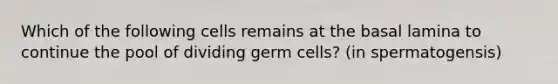 Which of the following cells remains at the basal lamina to continue the pool of dividing germ cells? (in spermatogensis)