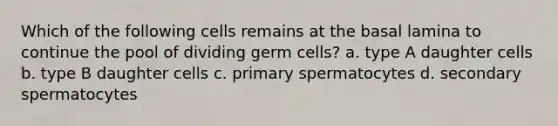 Which of the following cells remains at the basal lamina to continue the pool of dividing germ cells? a. type A daughter cells b. type B daughter cells c. primary spermatocytes d. secondary spermatocytes