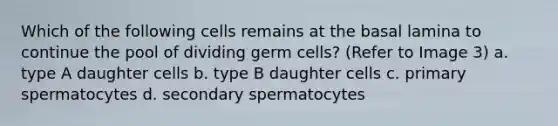 Which of the following cells remains at the basal lamina to continue the pool of dividing germ cells? (Refer to Image 3) a. type A daughter cells b. type B daughter cells c. primary spermatocytes d. secondary spermatocytes