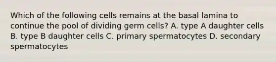 Which of the following cells remains at the basal lamina to continue the pool of dividing germ cells? A. type A daughter cells B. type B daughter cells C. primary spermatocytes D. secondary spermatocytes