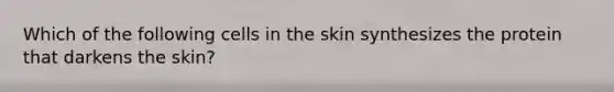 Which of the following cells in the skin synthesizes the protein that darkens the skin?