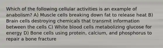 Which of the following cellular activities is an example of anabolism? A) Muscle cells breaking down fat to release heat B) Brain cells destroying chemicals that transmit information between the cells C) White blood cells metabolizing glucose for energy D) Bone cells using protein, calcium, and phosphorus to repair a bone fracture