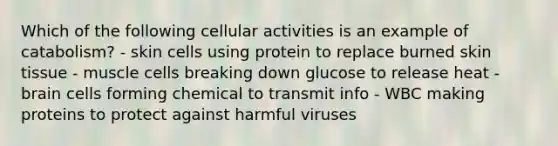 Which of the following cellular activities is an example of catabolism? - skin cells using protein to replace burned skin tissue - muscle cells breaking down glucose to release heat - brain cells forming chemical to transmit info - WBC making proteins to protect against harmful viruses