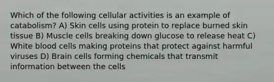 Which of the following cellular activities is an example of catabolism? A) Skin cells using protein to replace burned skin tissue B) Muscle cells breaking down glucose to release heat C) White blood cells making proteins that protect against harmful viruses D) Brain cells forming chemicals that transmit information between the cells