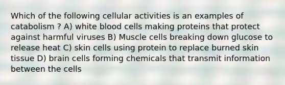 Which of the following cellular activities is an examples of catabolism ? A) white blood cells making proteins that protect against harmful viruses B) Muscle cells breaking down glucose to release heat C) skin cells using protein to replace burned skin tissue D) brain cells forming chemicals that transmit information between the cells