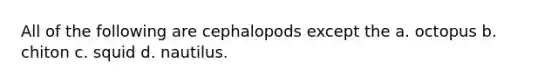 All of the following are cephalopods except the a. octopus b. chiton c. squid d. nautilus.