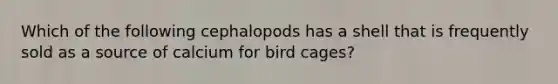 Which of the following cephalopods has a shell that is frequently sold as a source of calcium for bird cages?