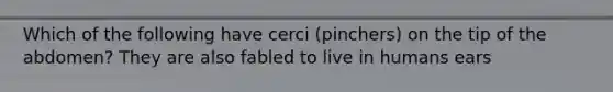 Which of the following have cerci (pinchers) on the tip of the abdomen? They are also fabled to live in humans ears