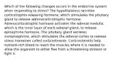 Which of the following changes occurs in the endocrine system when responding to stress? The hypothalamus secretes corticotrophin-releasing hormone, which stimulates the pituitary gland to release adrenocorticotrophic hormone. Adrenocorticotrophic hormone activates the adrenal medulla, which is the inner layer of each adrenal gland, to release epinephrine hormone. The pituitary gland secretes norepinephrine, which stimulates the adrenal cortex to release stress hormones called corticosteroids. Corticosteroids help nutrient-rich blood to reach the muscles where it is needed to allow the organism to either flee from a threatening stressor or fight it.