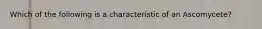 Which of the following is a characteristic of an Ascomycete?