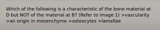 Which of the following is a characteristic of the bone material at D but NOT of the material at B? (Refer to image 1) >vascularity >an origin in mesenchyme >osteocytes >lamellae