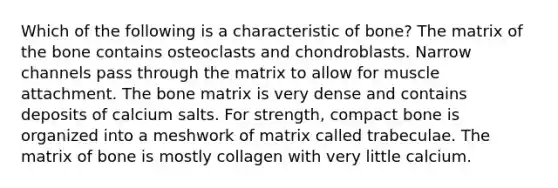 Which of the following is a characteristic of bone? The matrix of the bone contains osteoclasts and chondroblasts. Narrow channels pass through the matrix to allow for muscle attachment. The bone matrix is very dense and contains deposits of calcium salts. For strength, compact bone is organized into a meshwork of matrix called trabeculae. The matrix of bone is mostly collagen with very little calcium.