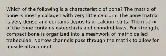 Which of the following is a characteristic of bone? The matrix of bone is mostly collagen with very little calcium. The bone matrix is very dense and contains deposits of calcium salts. The matrix of the bone contains osteoclasts and chondroblasts. For strength, compact bone is organized into a meshwork of matrix called trabeculae. Narrow channels pass through the matrix to allow for muscle attachment.