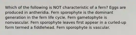 Which of the following is NOT characteristic of a fern? Eggs are produced in antheridia. Fern sporophyte is the dominant generation in the fern life cycle. Fern gametophyte is nonvascular. Fern sporophyte leaves first appear in a curled-up form termed a fiddlehead. Fern sporophyte is vascular.