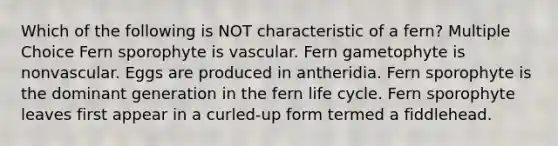 Which of the following is NOT characteristic of a fern? Multiple Choice Fern sporophyte is vascular. Fern gametophyte is nonvascular. Eggs are produced in antheridia. Fern sporophyte is the dominant generation in the fern life cycle. Fern sporophyte leaves first appear in a curled-up form termed a fiddlehead.