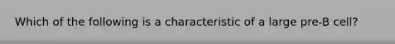 Which of the following is a characteristic of a large pre-B cell?