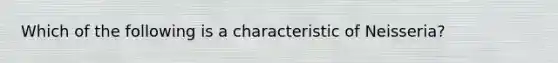 Which of the following is a characteristic of Neisseria?