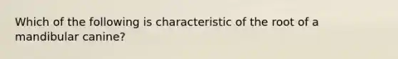 Which of the following is characteristic of the root of a mandibular canine?