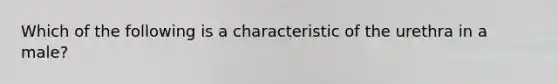 Which of the following is a characteristic of the urethra in a male?