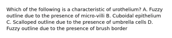Which of the following is a characteristic of urothelium? A. Fuzzy outline due to the presence of micro-villi B. Cuboidal epithelium C. Scalloped outline due to the presence of umbrella cells D. Fuzzy outline due to the presence of brush border