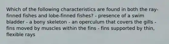 Which of the following characteristics are found in both the ray-finned fishes and lobe-finned fishes? - presence of a swim bladder - a bony skeleton - an operculum that covers the gills - fins moved by muscles within the fins - fins supported by thin, flexible rays