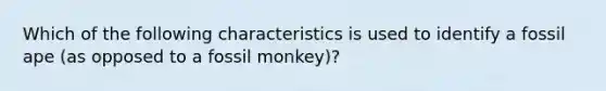 Which of the following characteristics is used to identify a fossil ape (as opposed to a fossil monkey)?