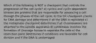 Which of the following is NOT a checkpoint that controls the progression of the cell cycle? a) cyclins and cyclin dependent kinases are proteins that are responsible for advancing a cell through the phases of the cell cycle. b) the G2 checkpoint checks for DNA damage and determines if all the DNA is replicated c) the metaphase checkpoint determines if all chromosomes are attached to the spindle apparatus d) cytokinesis involves the formation of cleavage furrow to separate the cells e) the restriction point determines if conditions are favorable for cell division and if the DNA is undamaged