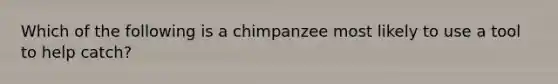 Which of the following is a chimpanzee most likely to use a tool to help catch?