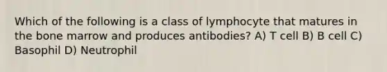 Which of the following is a class of lymphocyte that matures in the bone marrow and produces antibodies? A) T cell B) B cell C) Basophil D) Neutrophil