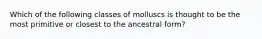 Which of the following classes of molluscs is thought to be the most primitive or closest to the ancestral form?