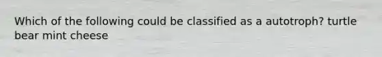 Which of the following could be classified as a autotroph? turtle bear mint cheese