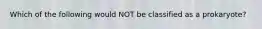 Which of the following would NOT be classified as a prokaryote?