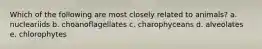 Which of the following are most closely related to animals? a. nucleariids b. choanoflagellates c. charophyceans d. alveolates e. chlorophytes