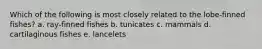 Which of the following is most closely related to the lobe-finned fishes? a. ray-finned fishes b. tunicates c. mammals d. cartilaginous fishes e. lancelets