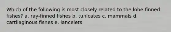 Which of the following is most closely related to the lobe-finned fishes? a. ray-finned fishes b. tunicates c. mammals d. cartilaginous fishes e. lancelets