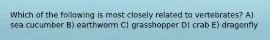 Which of the following is most closely related to vertebrates? A) sea cucumber B) earthworm C) grasshopper D) crab E) dragonfly