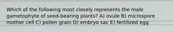 Which of the following most closely represents the male gametophyte of seed-bearing plants? A) ovule B) microspore mother cell C) pollen grain D) embryo sac E) fertilized egg