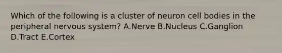 Which of the following is a cluster of neuron cell bodies in the peripheral nervous system? A.Nerve B.Nucleus C.Ganglion D.Tract E.Cortex