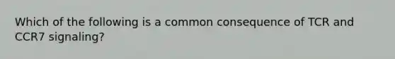 Which of the following is a common consequence of TCR and CCR7 signaling?