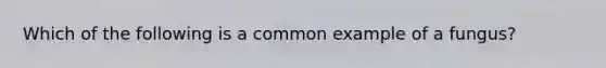 Which of the following is a common example of a fungus?