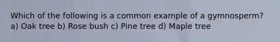 Which of the following is a common example of a gymnosperm? a) Oak tree b) Rose bush c) Pine tree d) Maple tree