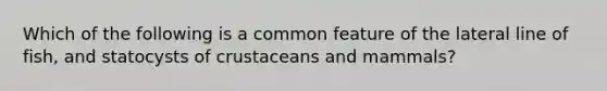 Which of the following is a common feature of the lateral line of fish, and statocysts of crustaceans and mammals?