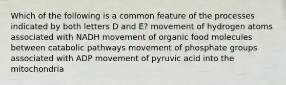 Which of the following is a common feature of the processes indicated by both letters D and E? movement of hydrogen atoms associated with NADH movement of organic food molecules between catabolic pathways movement of phosphate groups associated with ADP movement of pyruvic acid into the mitochondria