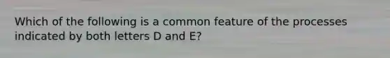 Which of the following is a common feature of the processes indicated by both letters D and E?