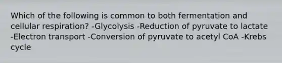 Which of the following is common to both fermentation and cellular respiration? -Glycolysis -Reduction of pyruvate to lactate -Electron transport -Conversion of pyruvate to acetyl CoA -Krebs cycle